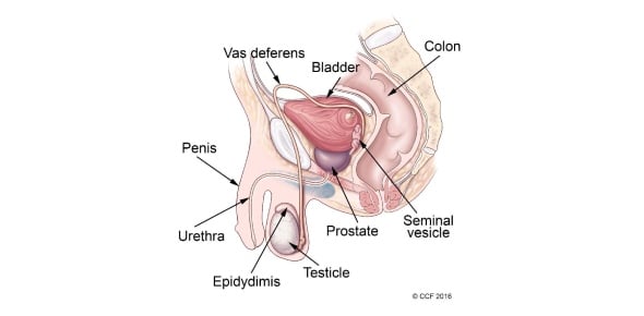 Define The Following Male Reproductive System Anatomy Flashcards